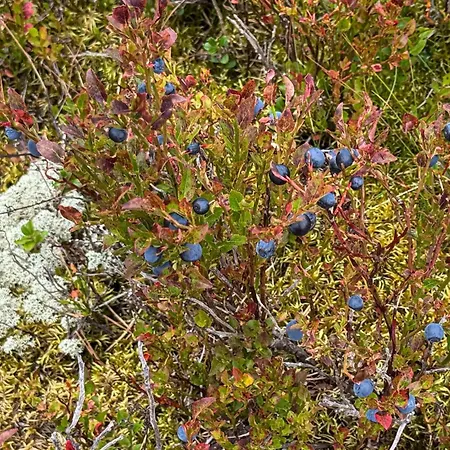 In With House A Panoramic View Østby