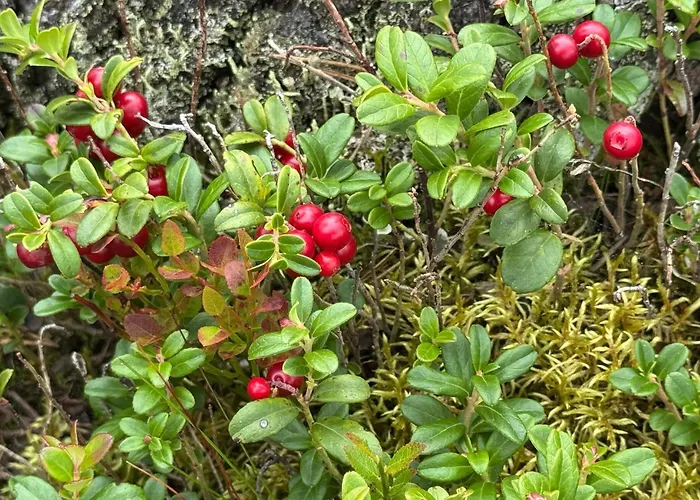 In With House A Panoramic View 度假居